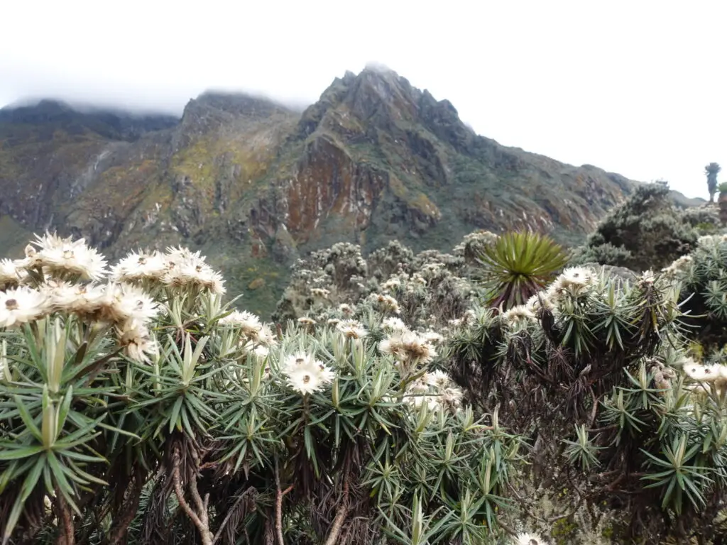 7-Day Mount Gessi Trek | Hike Uganda’s Hidden Rwenzori Peak (4,798m)
