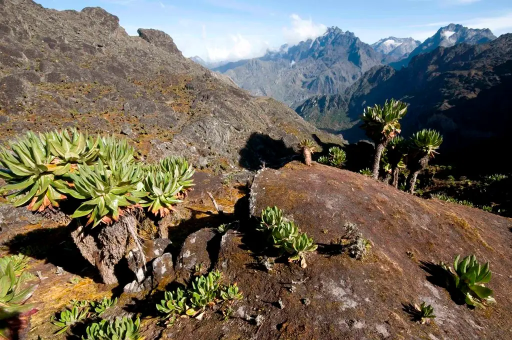 6 Days Rwenzori Mountains Trek to Margherita Peak—Through the Central Circuit.