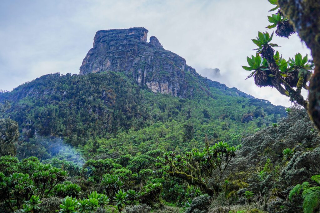 4 Days Rwenzori Trek to Mutinda Lookout via Kilembe Trail
