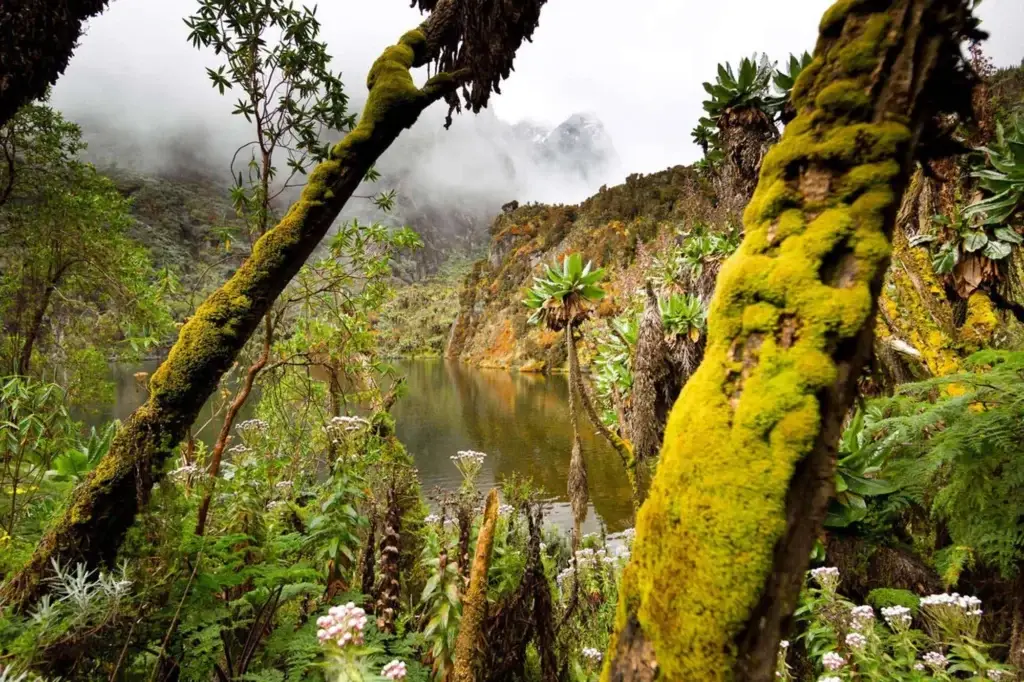 2-Day Rwenzori Hike to Lake Mahoma | Mahoma Loop Trail