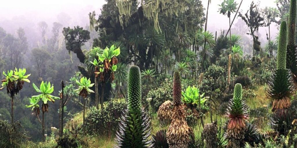 How to Get to the Rwenzori Mountains | Flights, Visas & Travel Guide 2025