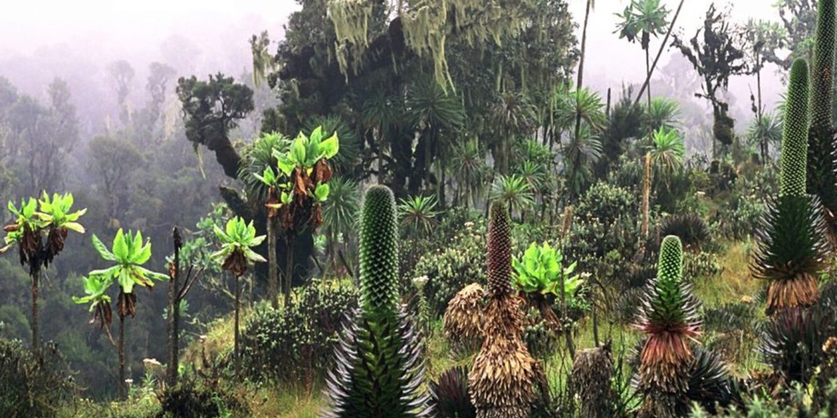 How to Get to the Rwenzori Mountains | Flights, Visas & Travel Guide 2025