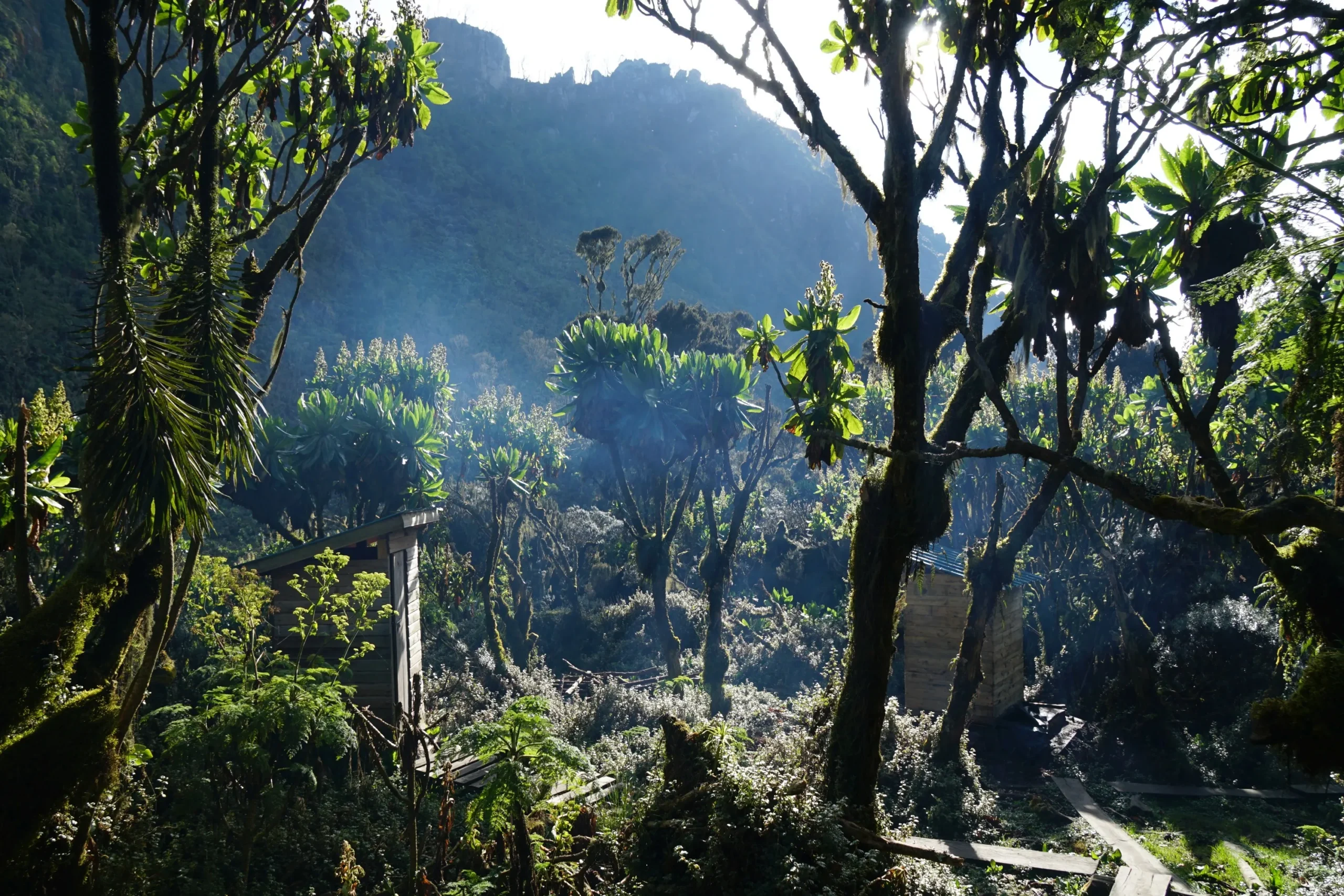 4 Days Rwenzori Trek to Mutinda Lookout via Kilembe Trail