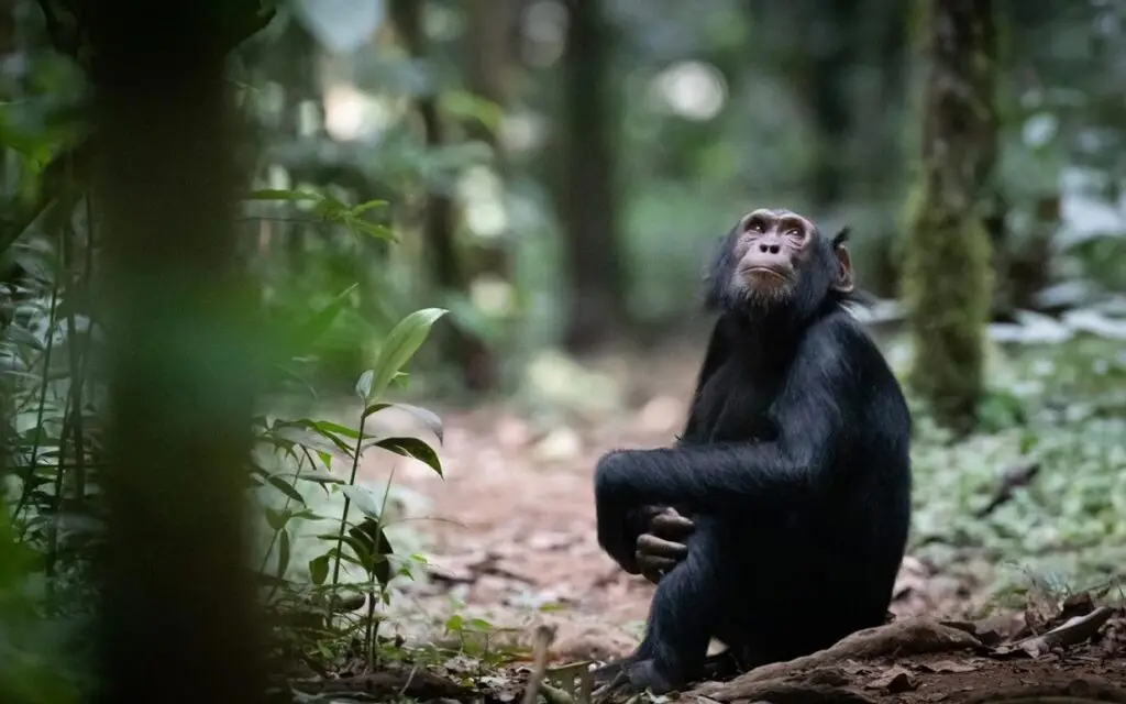 3 Days Murchison Falls & Budongo Chimpanzee Safari