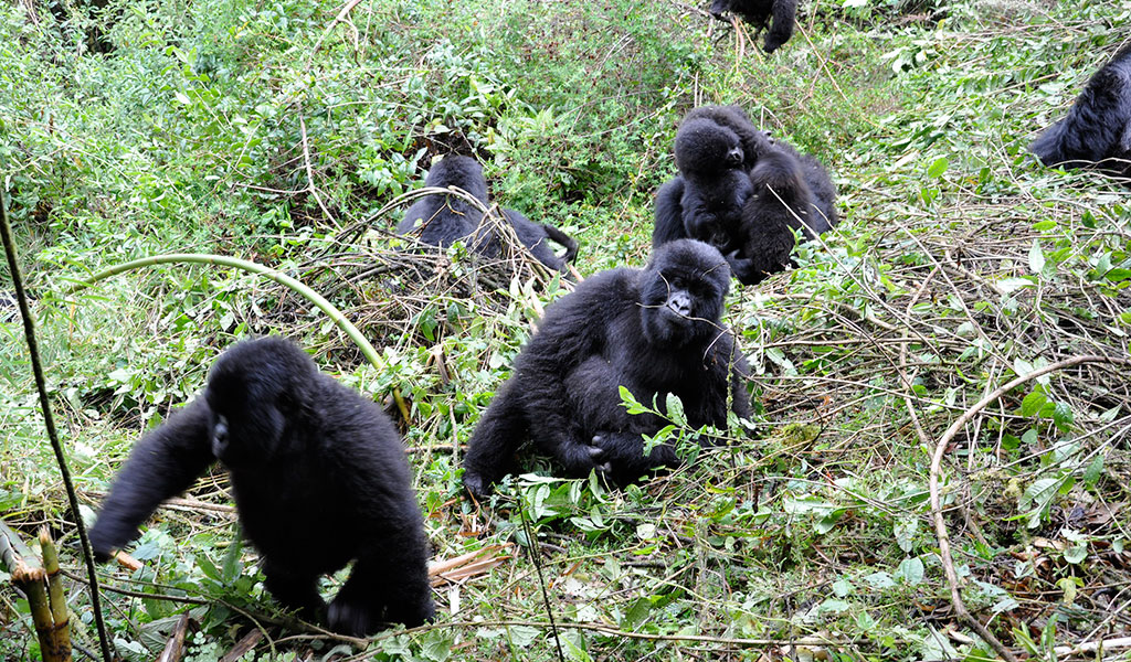 1 Day Gorilla Trekking Uganda
