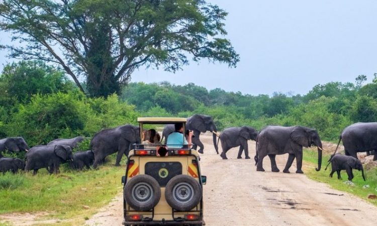 3-Day Queen Elizabeth National Park Safari