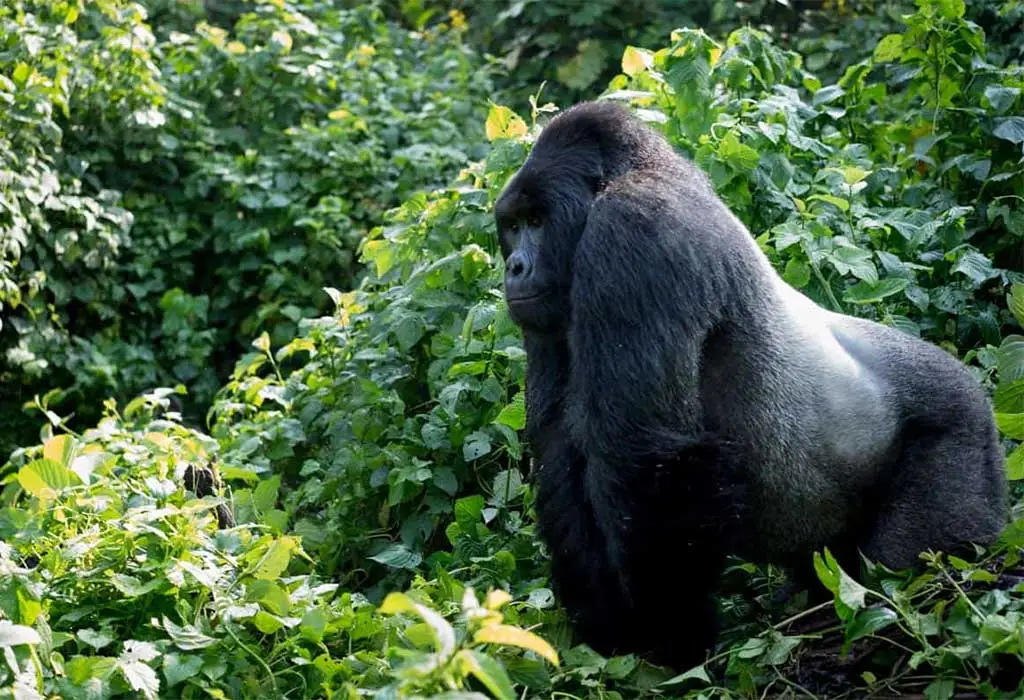 5-Day Short Luxury Gorilla Trekking Safari