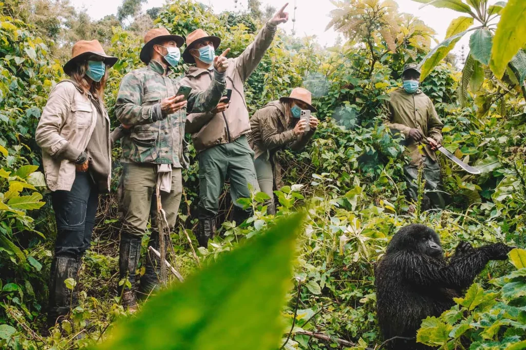 6-day Uganda gorilla trek and walking safari.