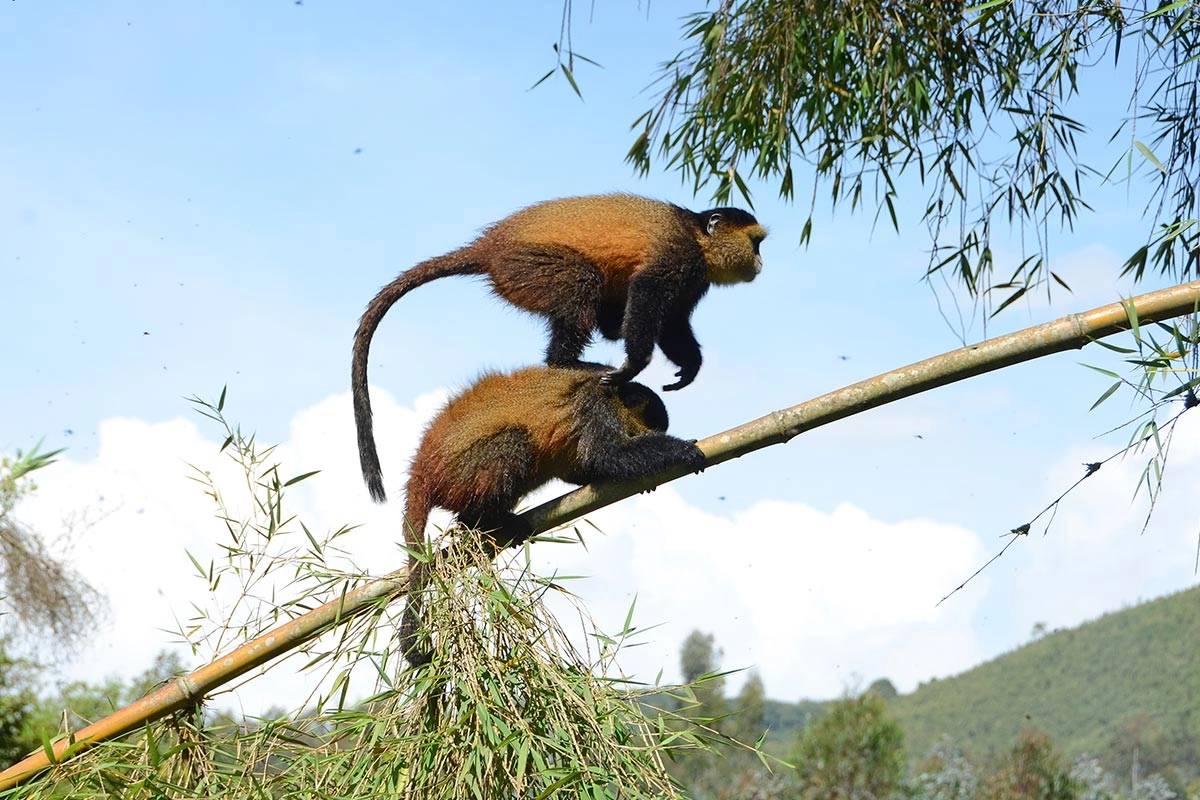 7-day Gorilla & Golden Monkey Trekking Adventure