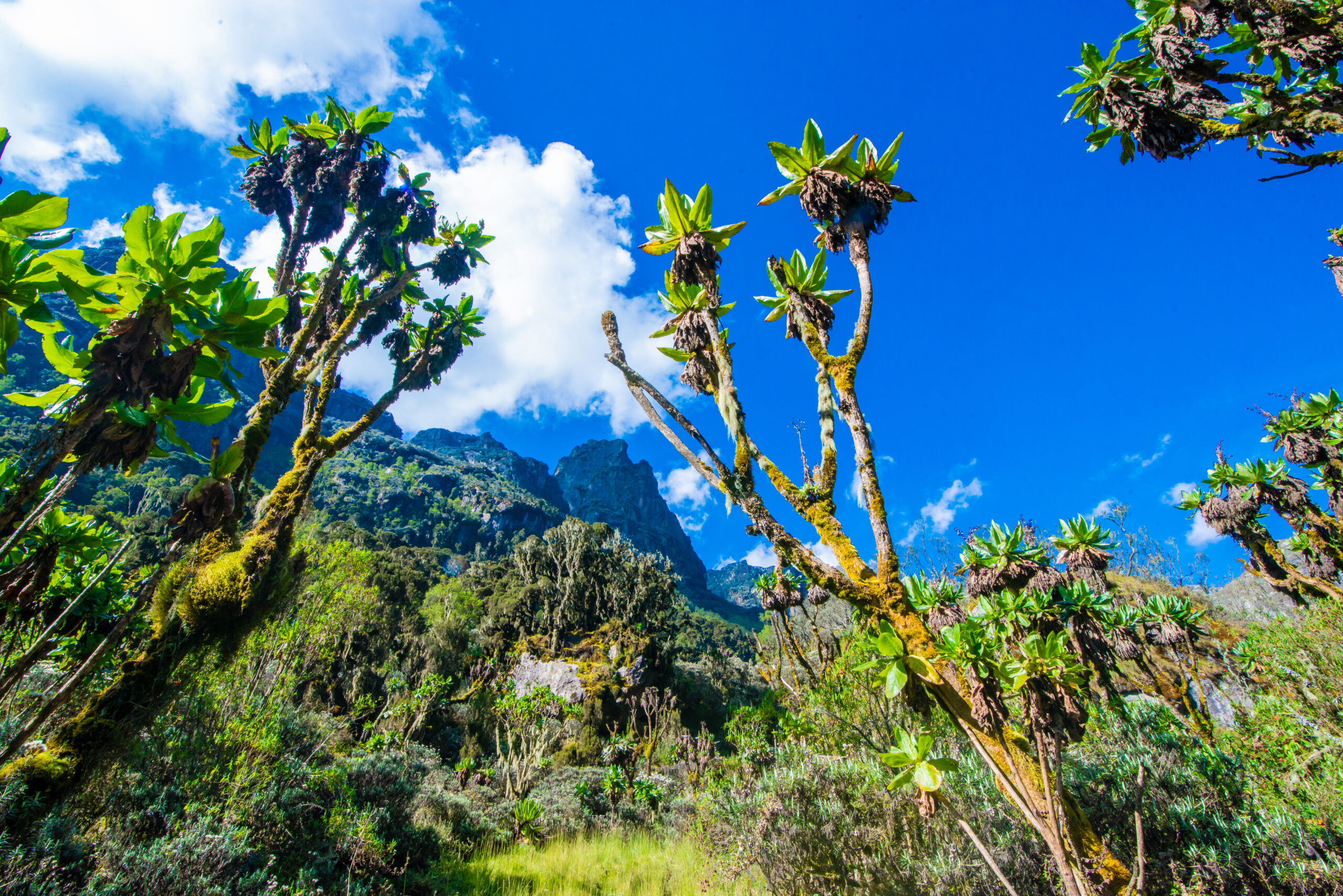 Attractions of the Rwenzori Mountains: Peaks, Wildlife, Lakes & Culture
