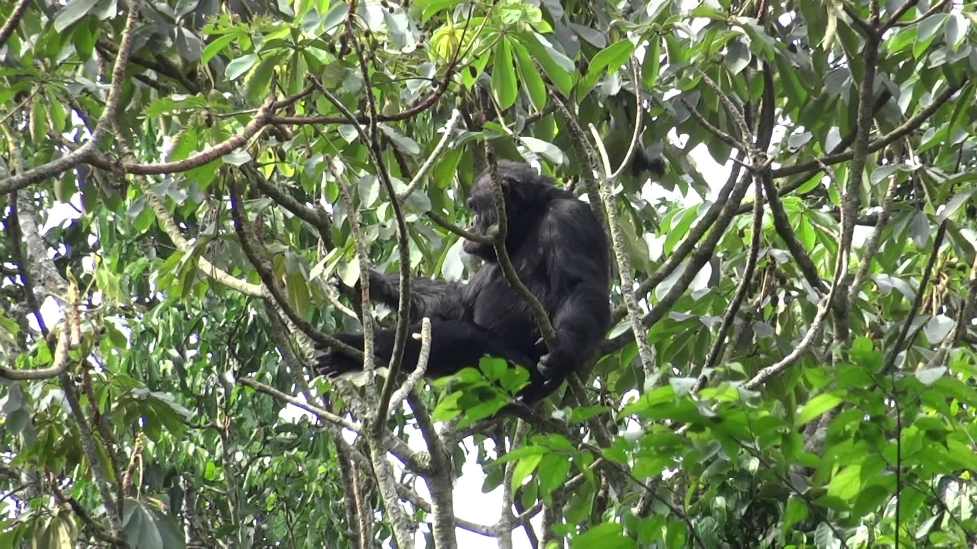 Diamond Trail – Chimpanzee Watching in Rwenzori Mountains.