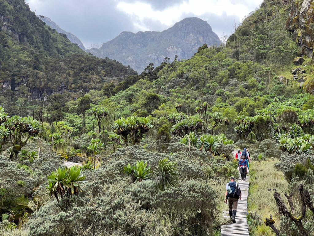 Rwenzori Trekking Expeditions, Mountaineering Tours & Safari Packages