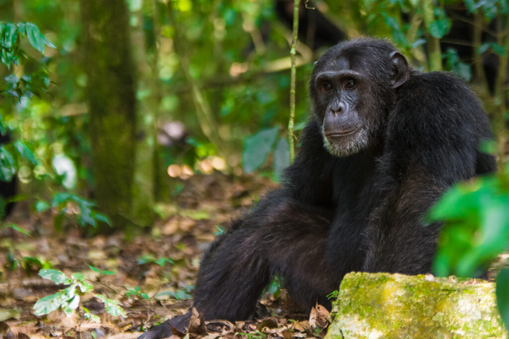 Kibale Forest National Park