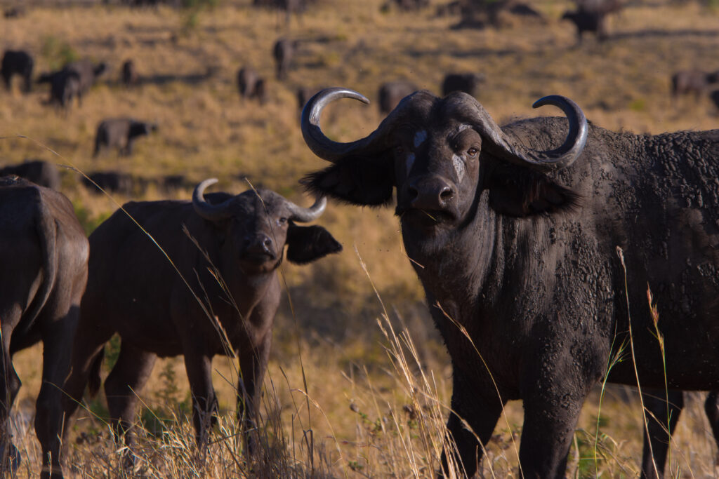 Kidepo Valley National Park