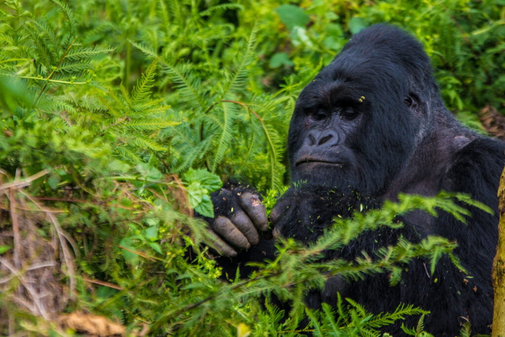 Gorilla Trekking (Bwindi & Mgahinga)