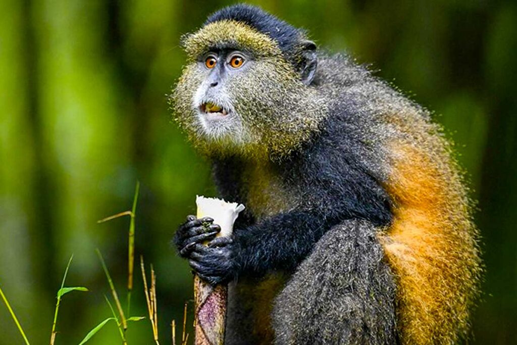 3-Day Rwanda Gorilla & Golden Monkey Trekking Tour
