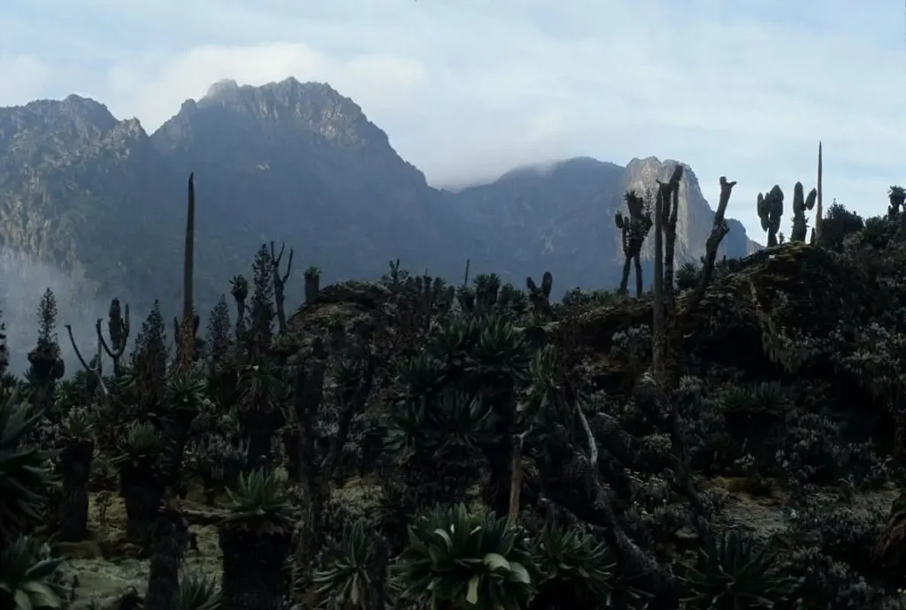 Mount Luigi di Savoia | Rwenzori Mountains Peak in Uganda