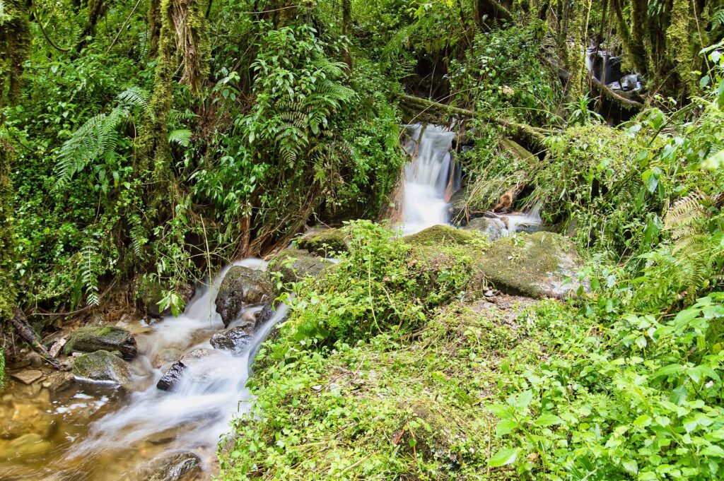 8-Day Rwenzori 3-Peaks Trek: Summit Mount Stanley, Speke & Baker.