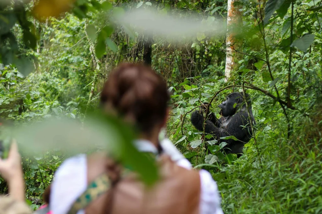 The Process of Gorilla Trekking in Bwindi Impenetrable National Park.
