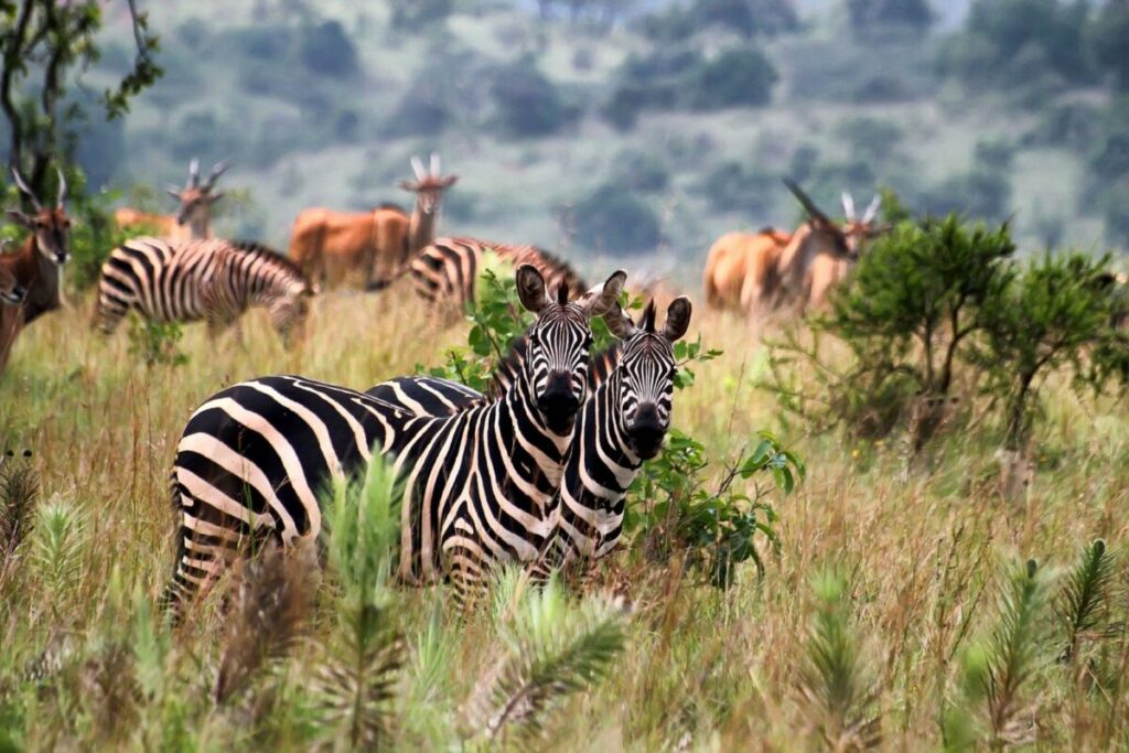 3-Day Akagera National Park Wildlife Safari | Rwanda Big Five Adventure & Boat Safari