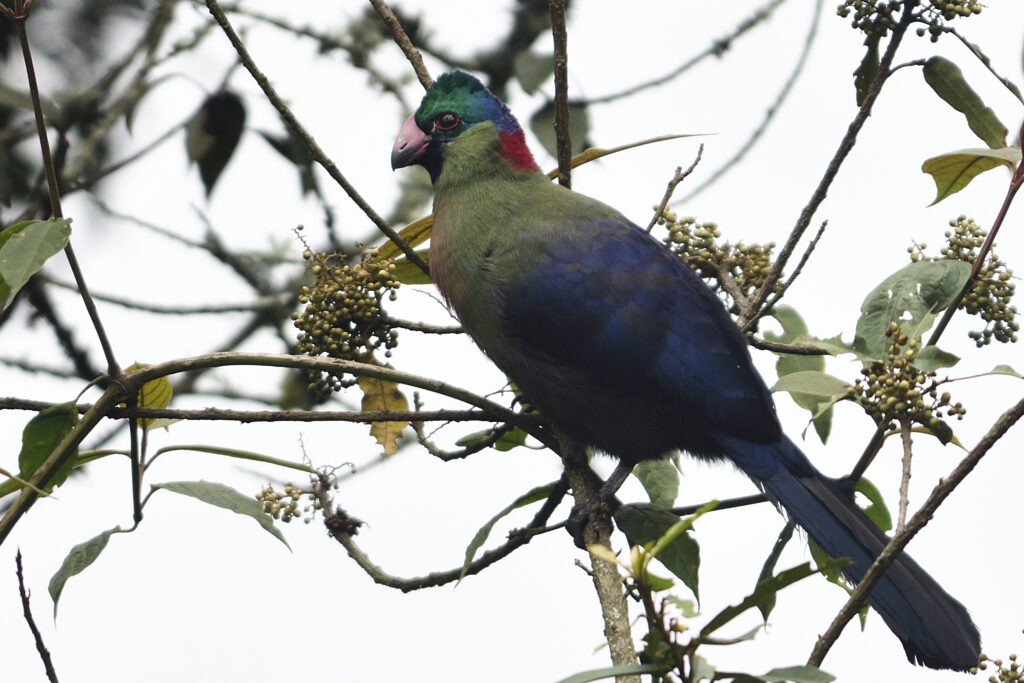 Rwenzori turaco. Attractions of the Rwenzori Mountains: Peaks, Wildlife, Lakes & Culture