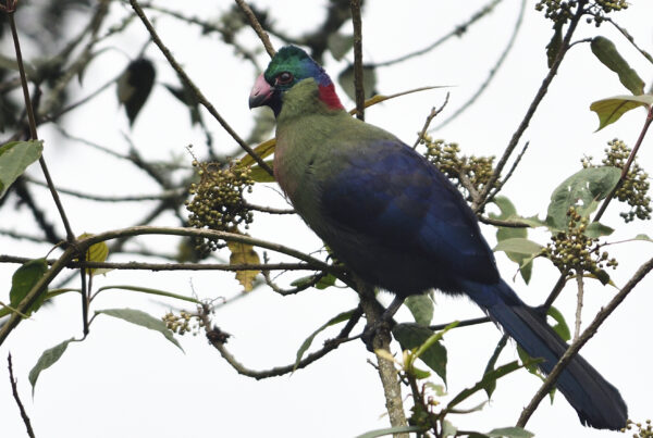 Rwenzori turaco. Attractions of the Rwenzori Mountains: Peaks, Wildlife, Lakes & Culture