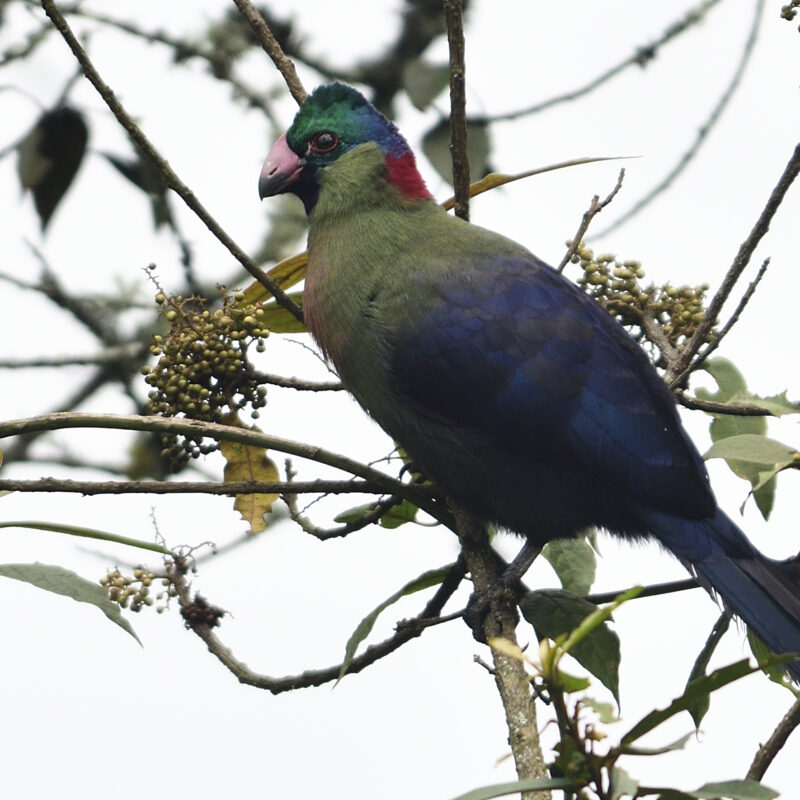 Rwenzori turaco. Attractions of the Rwenzori Mountains: Peaks, Wildlife, Lakes & Culture