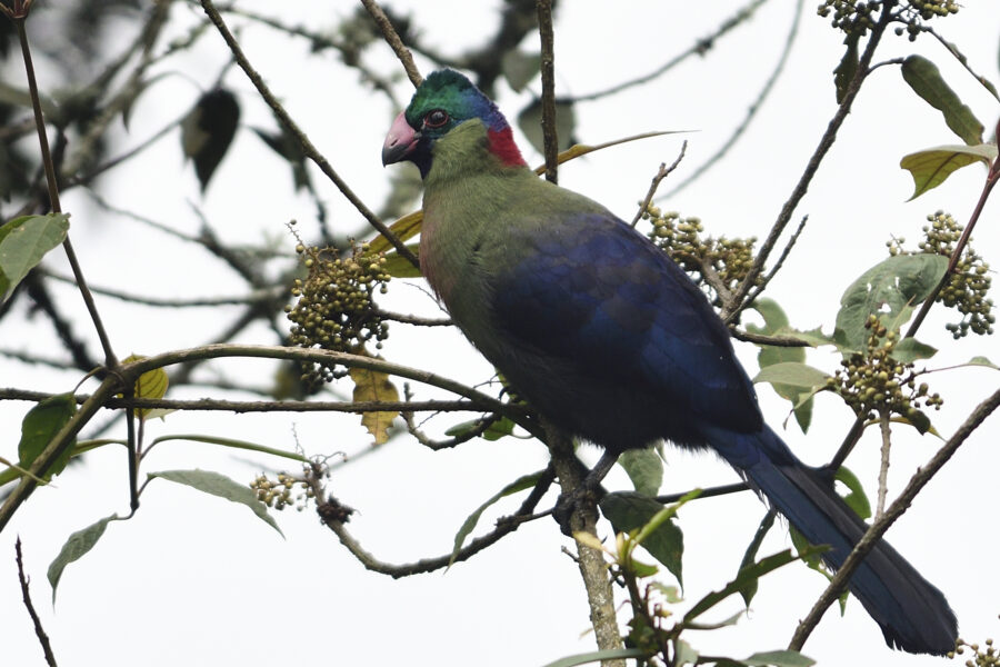 The Rwenzori Turaco: Spotting Africa's Rarest Forest Bird 3 Rwenzori turaco. Attractions of the Rwenzori Mountains: Peaks, Wildlife, Lakes & Culture