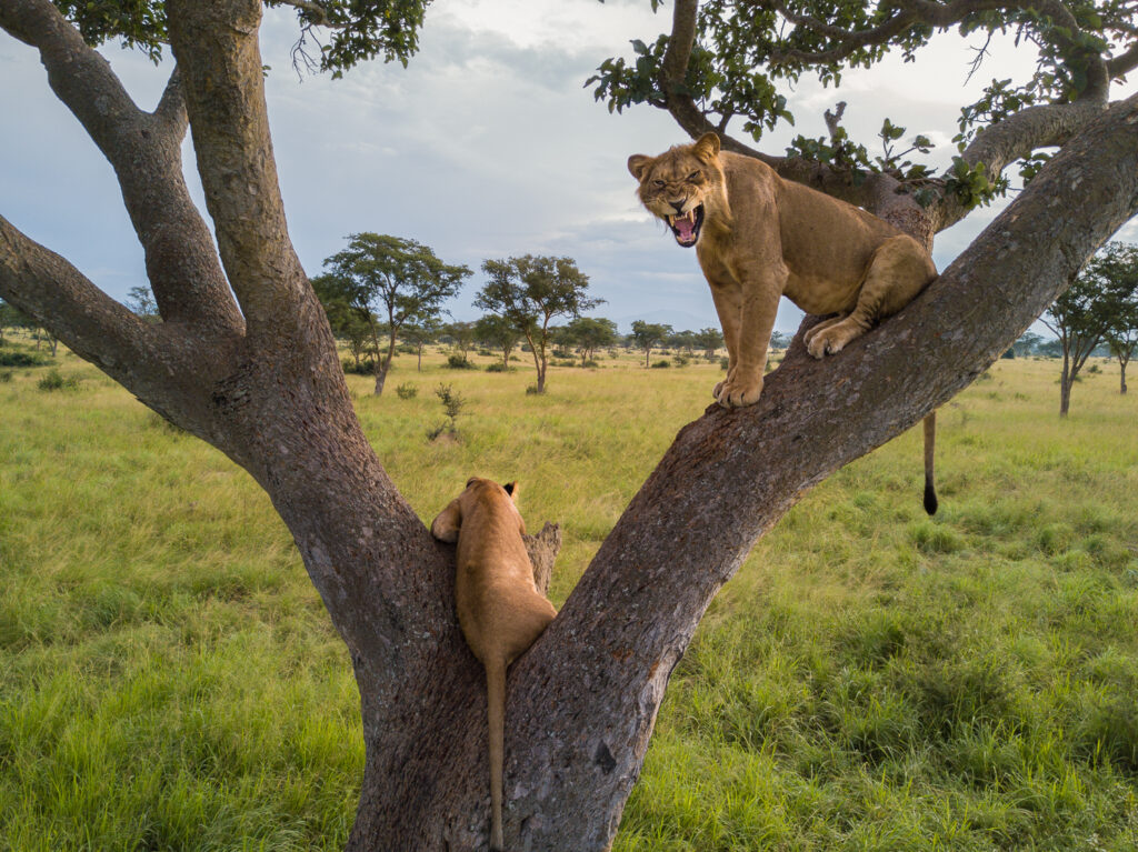 18-Day Ultimate Uganda Safari & Rwenzori Mountains Trek | Gorillas & Wildlife