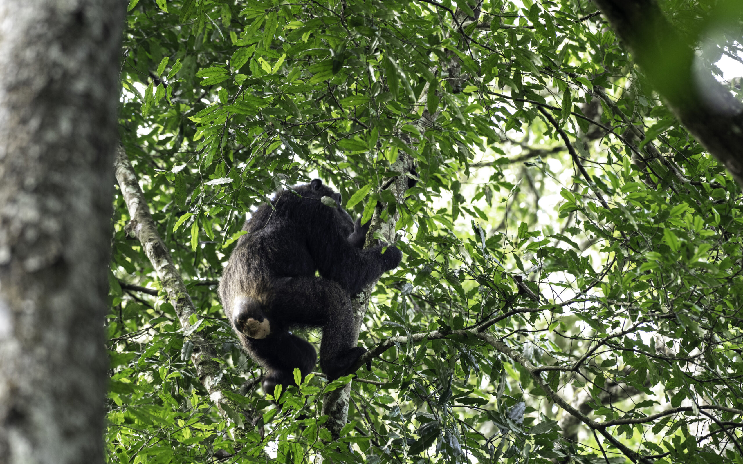 Best Time to Go Chimpanzee Trekking in Kibale National Park