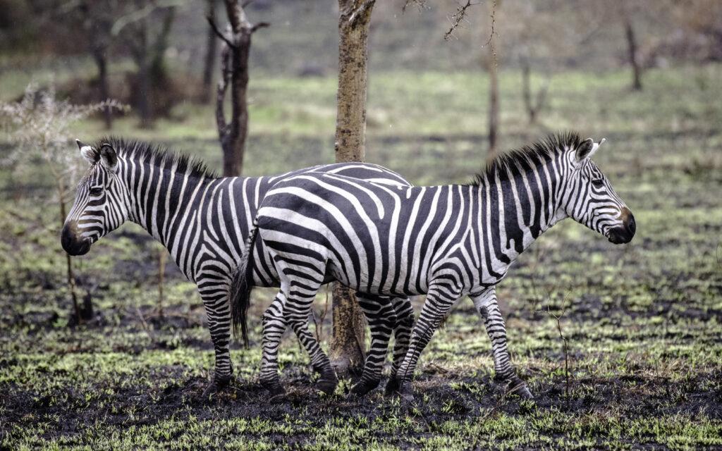 Lake Mburo National Park Uganda | Wildlife, Safaris & Activities