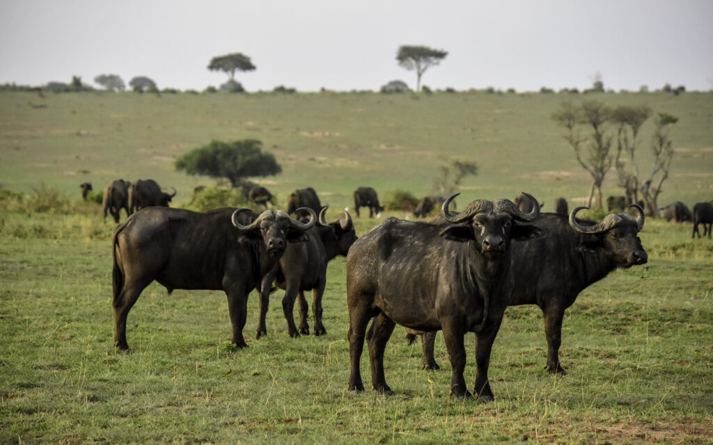 Uganda Safaris & Tours