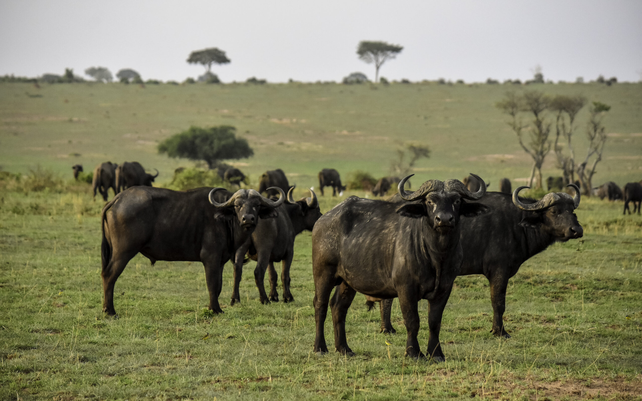 Uganda Safaris & Tours