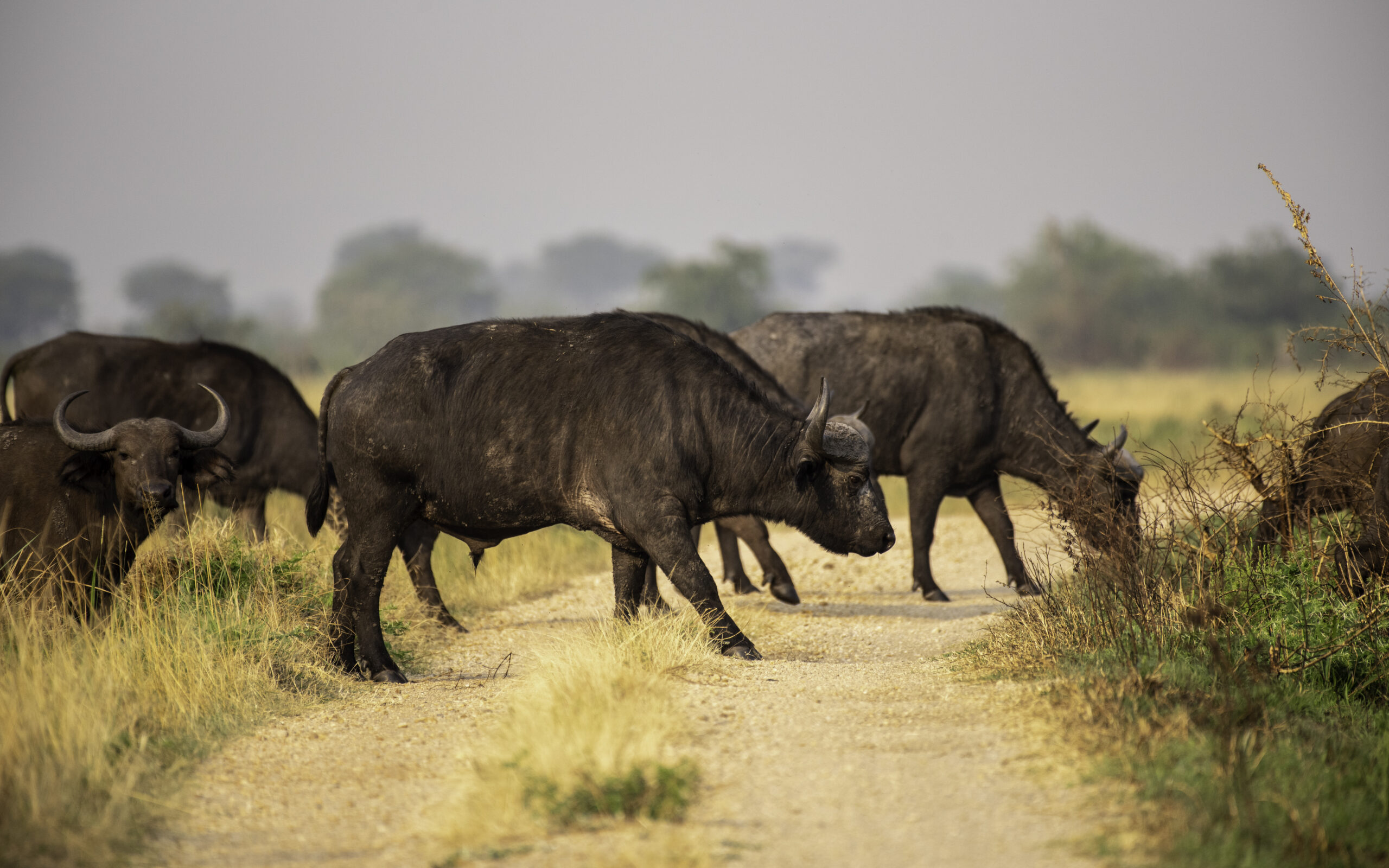 Big Five Wildlife Game Drives