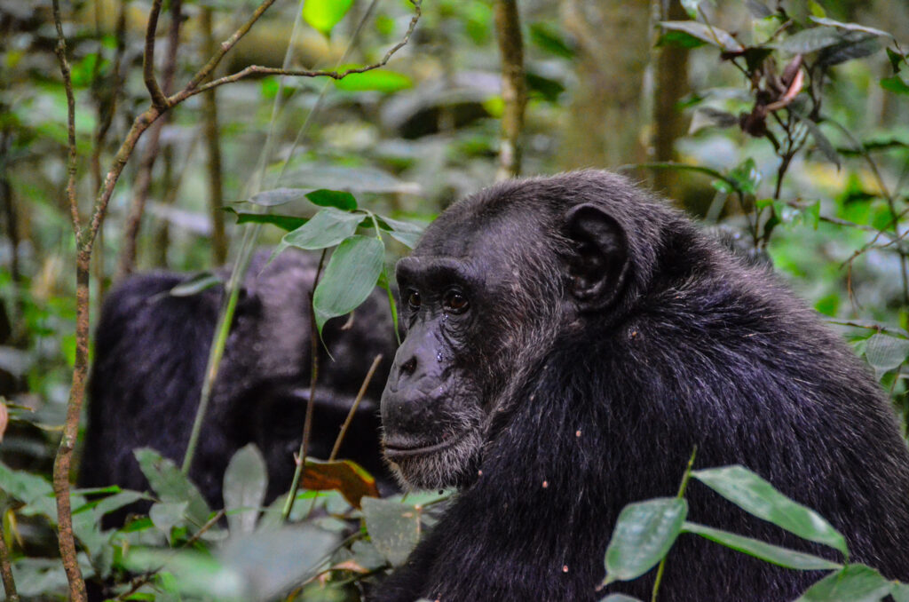 6-Day Uganda Safari: Chimpanzee Trekking, Crater Lakes & Queen Elizabeth National Park