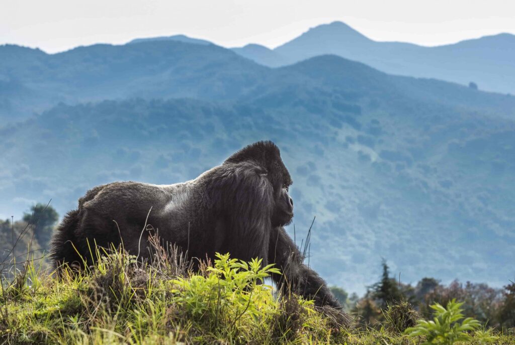 4-Day Rwanda Gorilla Trekking Tour & Lake Kivu Experience