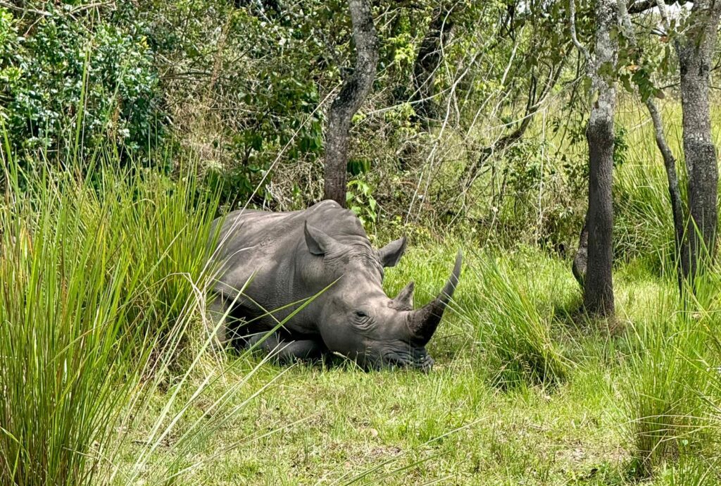 Ziwa Rhino Sanctuary Uganda – Ultimate Travel Guide to Uganda’s Only Wild Rhinos