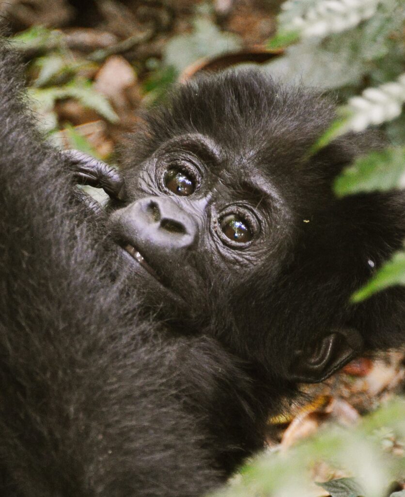 Bwindi Impenetrable National Park