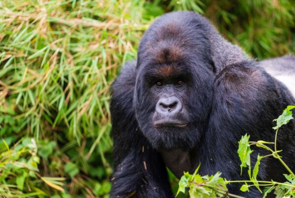 Gorilla Trekking in Africa: Best Destinations, Costs, Experience & Complete Guide