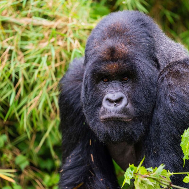 Gorilla Trekking in Africa: Best Destinations, Costs, Experience & Complete Guide