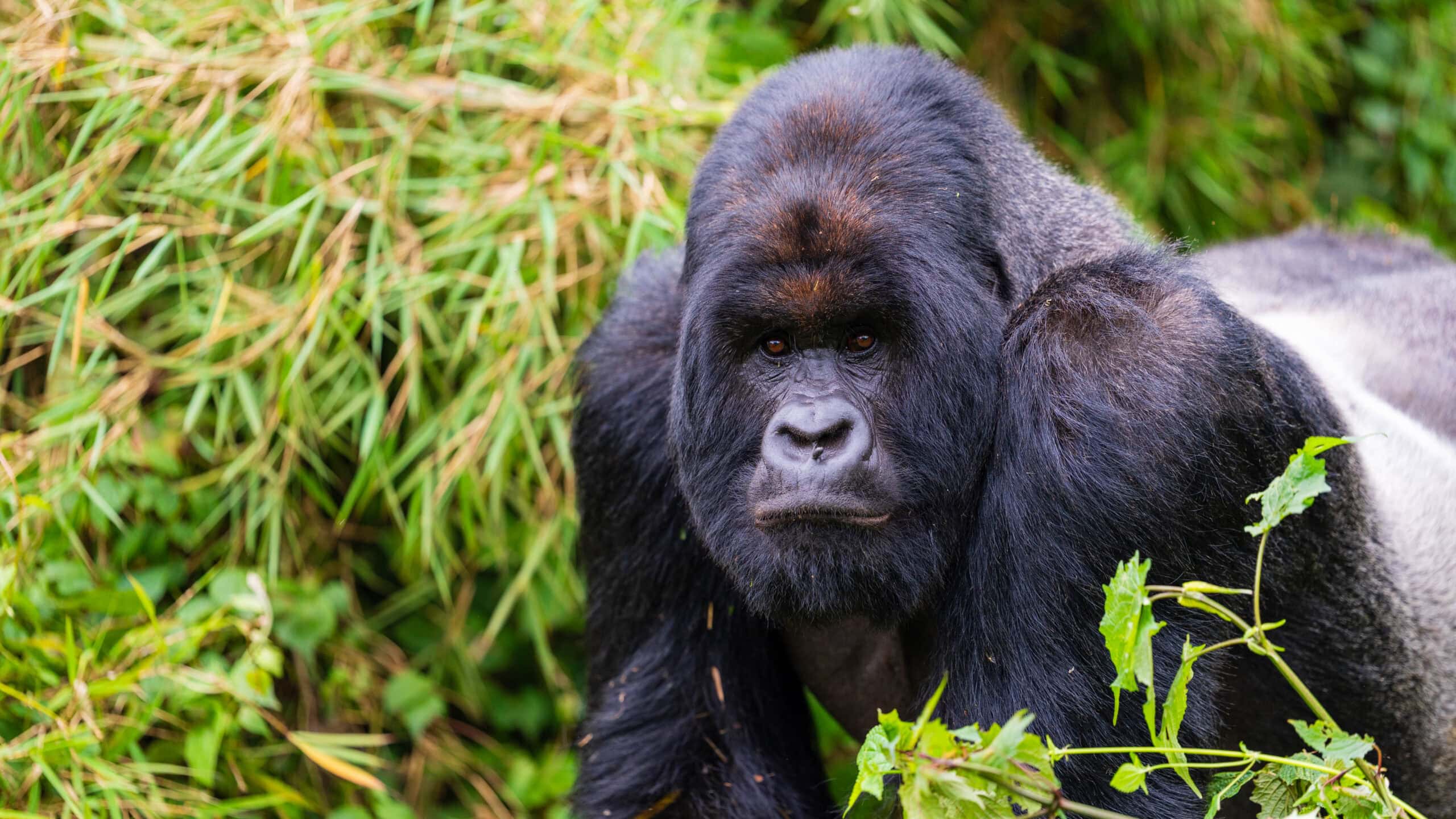 Gorilla Trekking in Africa: Best Destinations, Costs, Experience & Complete Guide