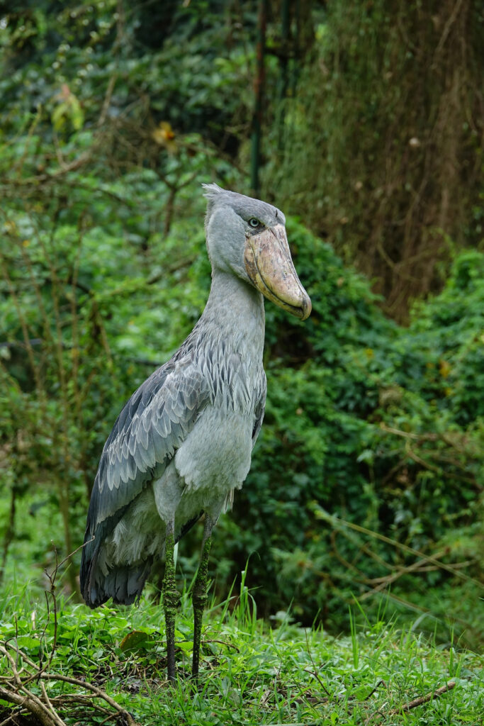 Birdwatching (1,080+ Species)