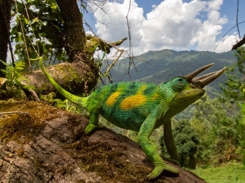 Attractions of the Rwenzori Mountains: Peaks, Wildlife, Lakes & Culture