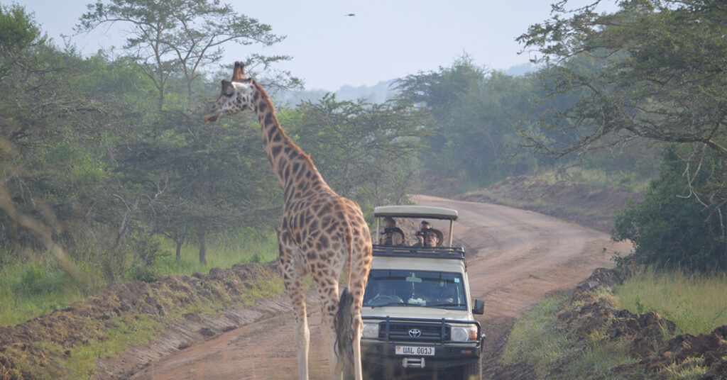 2-Day Lake Mburo Safari Extension from Rwenzori Mountains