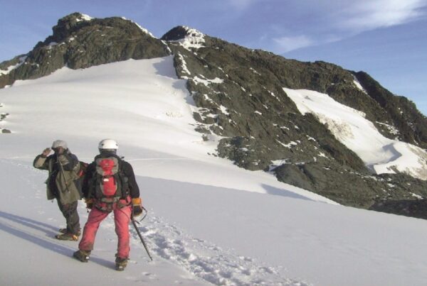 Are There Gorillas in the Rwenzori Mountains? | Rwenzori Wildlife Guide