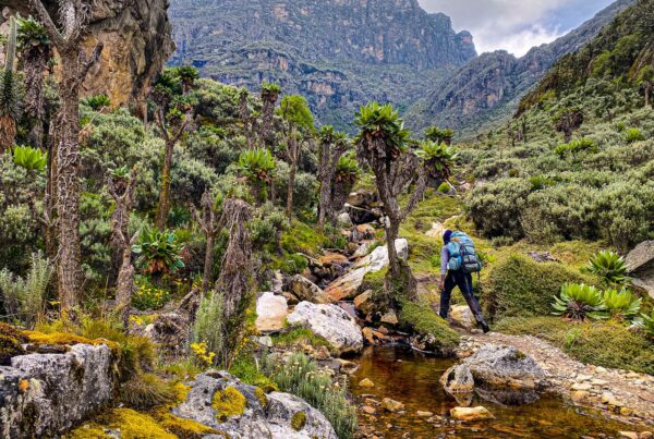 Complete Medical Guide to Trekking the Rwenzori Mountains