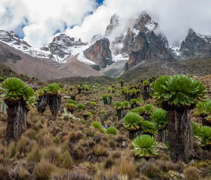 Kilimanjaro vs Mount Kenya vs Rwenzori Mountains: Altitude, Difficulty, Vegetation & Summit Success Rates