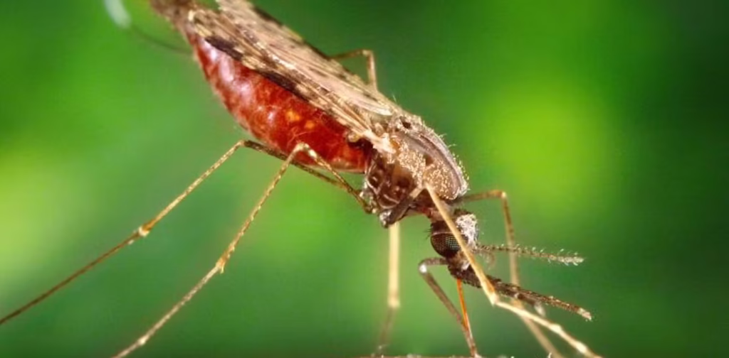 Mosquitoes are the Malaria Transmitters in the Rwenzori Mountains
