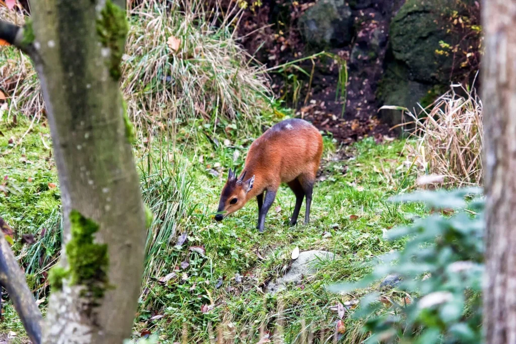 Rwenzori Duiker in the Rwenzori Mountains