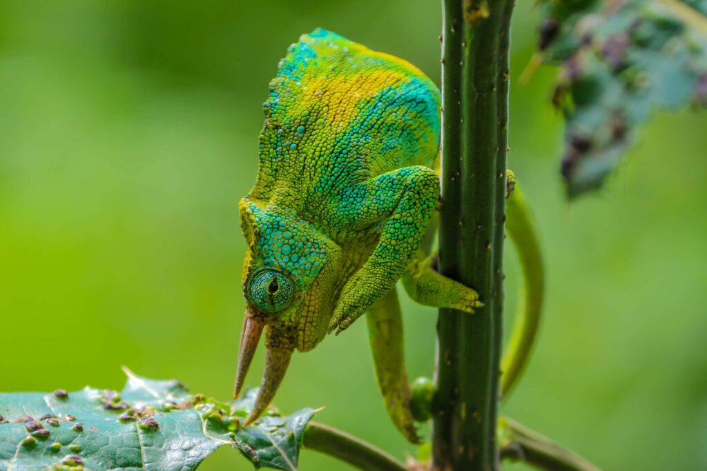 Wildlife of the Rwenzori Mountains: Endemics, Mammals, Birds, & Conservation